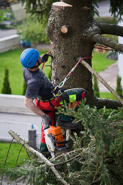 Best Lawn Disease Treatment  in Cottage Grove, MN